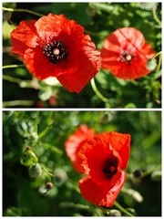 polne kwiaty © asia stempniak