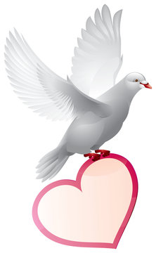 Dove with valentine card