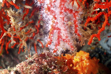 corallo rosso © marcodeepsub