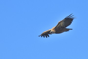 Buitre Leonado volando
