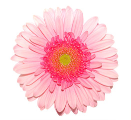 pink gerbera daisy isolated on white