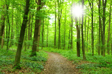 Obraz premium green forest