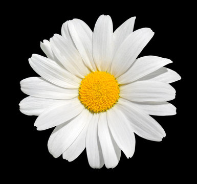 Osteospermum - White Daisy Isolated on Black Background