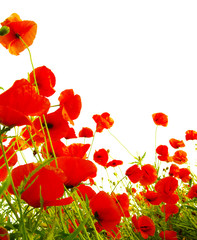 Obraz premium red poppies