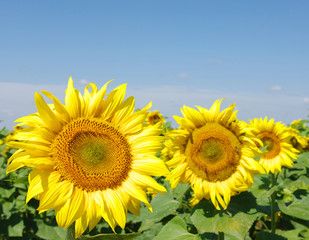 Obraz premium sunflowers