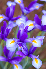 blumen,iris