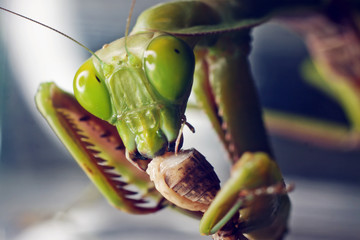 Macro shot of a Praying mantis eating a cricket