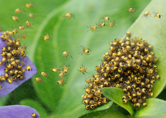 baby spiders