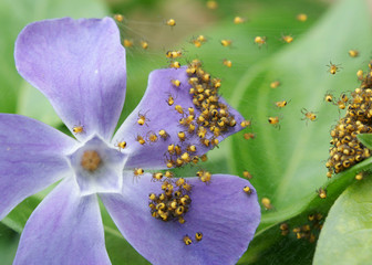 baby spiders