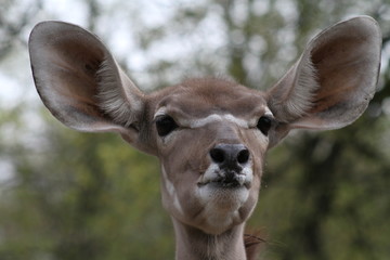 Kudu-Porträt
