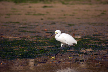 Little egret, Miyajima, Japan