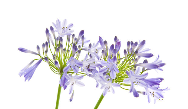 Fototapeta African lily  Agapanthus africanus  isolated