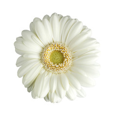 weisse gerbera blüte isoliert