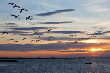 flamingos in sunset