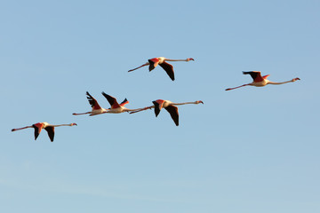 flamingos in flight