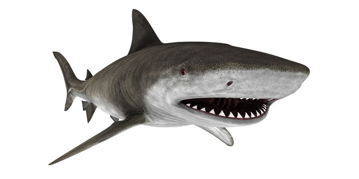 the shark 5