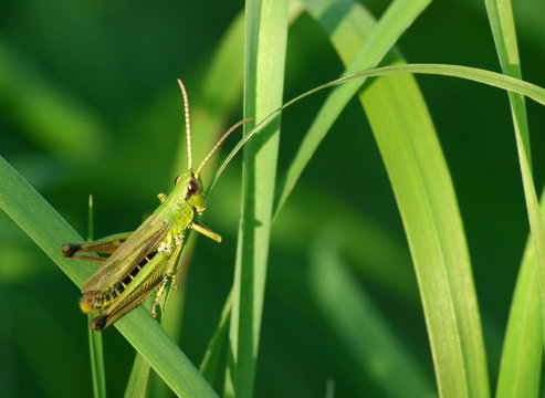 Grasshopper
