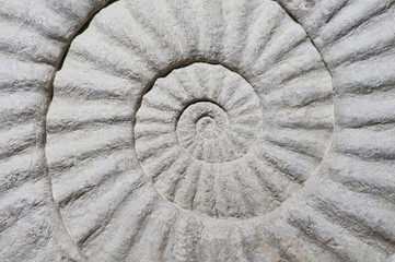 Shel Fossil