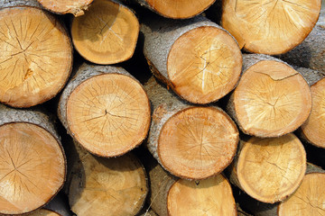Logs sunlit