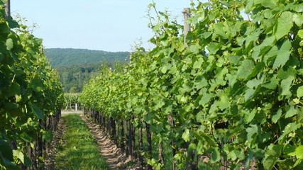 Fototapeta na wymiar Winnice w Alzacji
