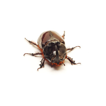 beetle isolated