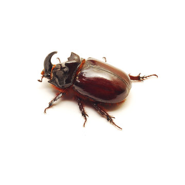 rhino beetle bug
