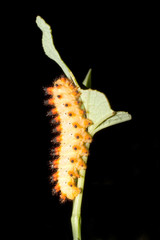 Butterfly Southern Festoon caterpillar / Zerynthia polyxena