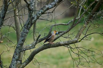 Gros-bec casse-noyaux