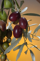 black olive 9