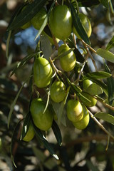 green olive5