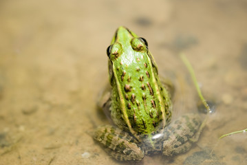 green frog