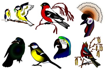 birds color collection vector