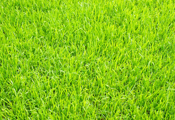 Fußball Rasen - Soccer Grass