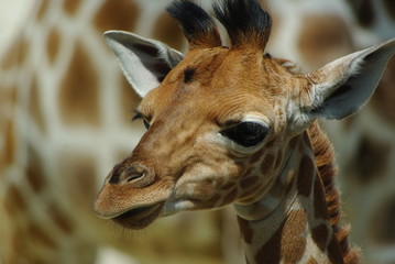 bébé girafe