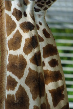 double cou de girafe