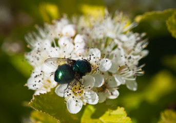 Fly on the flowers Derain. Small depth to sharpness