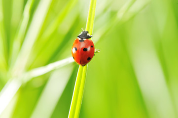 Ladybug