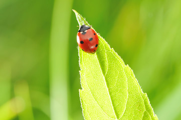 Ladybug