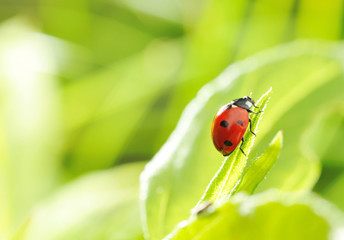 Ladybug
