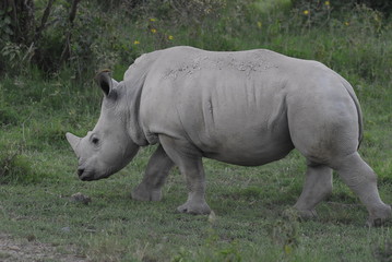 Rhinoceros (Rhinocerotidae), Lake Nakuru, Kenya