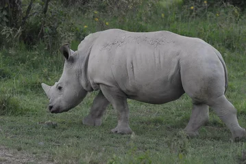 Foto op Plexiglas Rhinoceros (Rhinocerotidae), Lake Nakuru, Kenya © PROMA