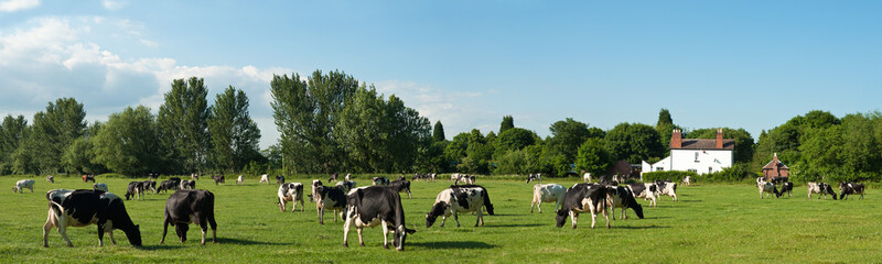 Cow Panorama