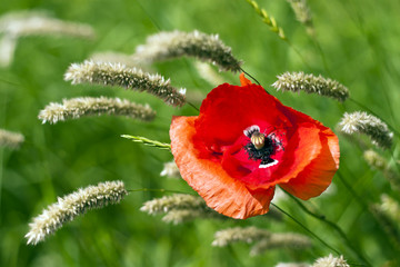Poppies