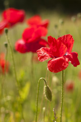 Poppies