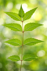 Neem leaves-Azadirachta indica
