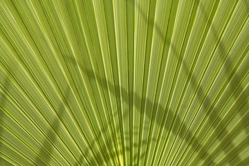 Big green palm leaf