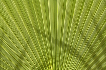 Fototapeta premium Big green palm leaf