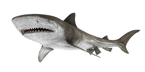 the shark 7