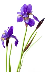 Papier Peint photo autocollant Iris Deux fleurs d& 39 iris