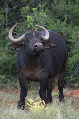 Obraz premium African Buffalo